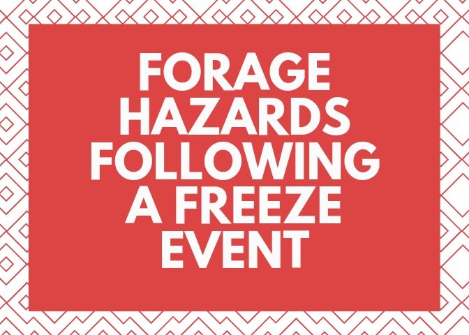 Forage Hazards Following a freeze Event